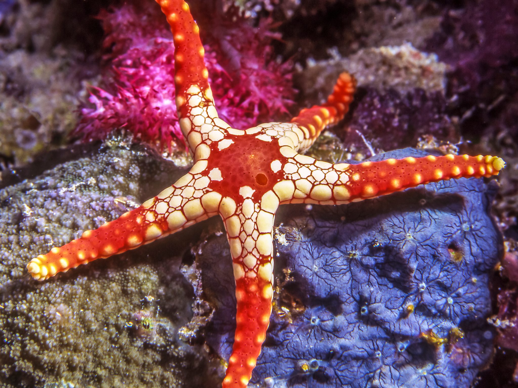 Starfish Lessons For Kids - STEMHAX